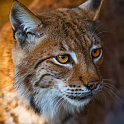 slides/_MG_5731.jpg wildlife, feline, big cat, cat, predator, fur, european, lynx, eye WBCS24 - European Lynx
